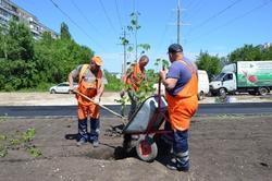 На четырех улицах Саратова высадили тополи и липы