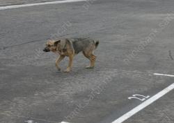 В школьном дворе второклассника укусила бродячая собака