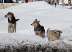 В трех районах планируют отловить 1,6 тысячи собак