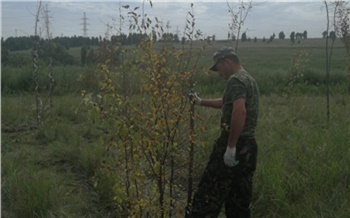 В санитарной зоне КрАЗа с начала года высадили 400 деревьев