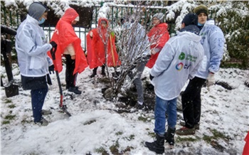 В Красноярске «Зеленая дружина СГК» высадила деревья во дворе гимназии