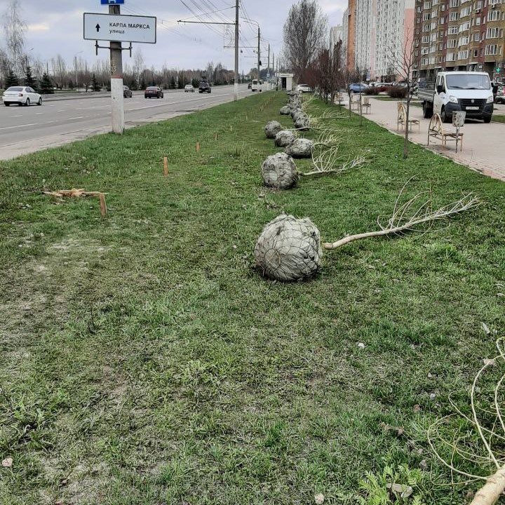 В Курске высадят новые деревья