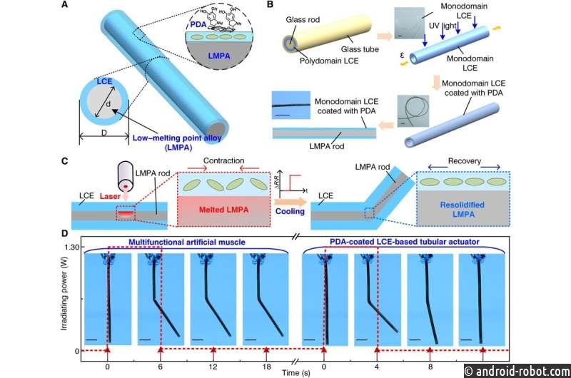Представлена искусственная мышца на основе жидкокристаллического эластомера и легкоплавких сплавов