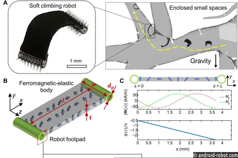 Представлен миллиробот для лазания по кишечнику для доставки лекарств