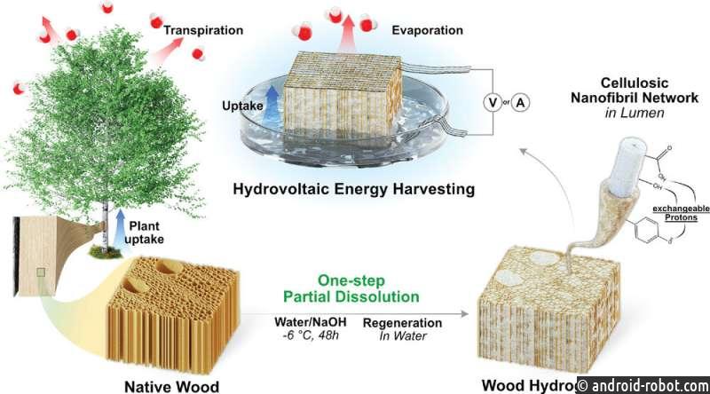 Инженеры получили электричество из дерева, замачиваемого в воде