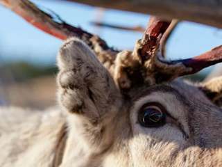 Олень на поводке и пробка из рогатых на дороге: причуды жизни на Ямале