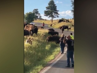 Бизон молниеносно раздел снимавшую его туристку. ЧП