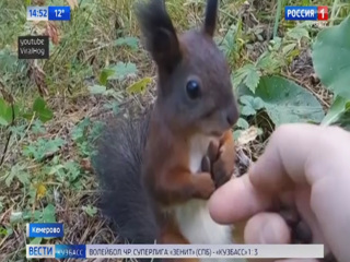 Кузбасовцы поддержали флешмоб с белкой и сняли видео о своем грызуне