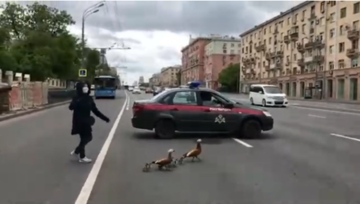 В Москве росгвардейцы помогли утиному семейству перейти дорогу