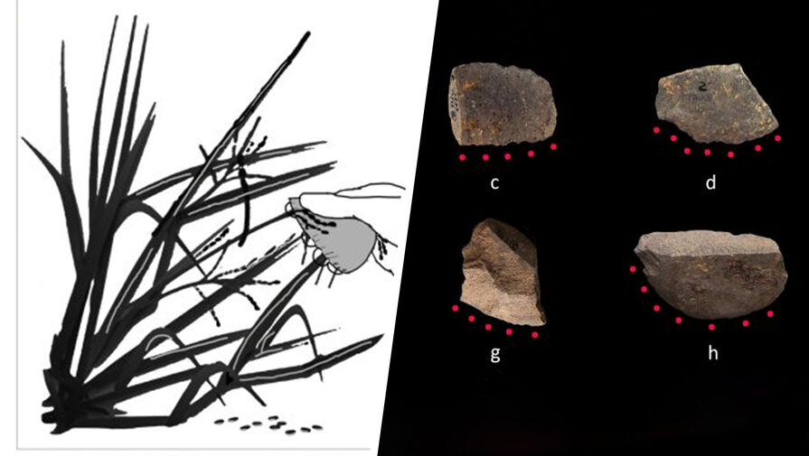 Археологи обнаружили древнейшие инструменты для сбора риса возрастом 10 тыс. лет