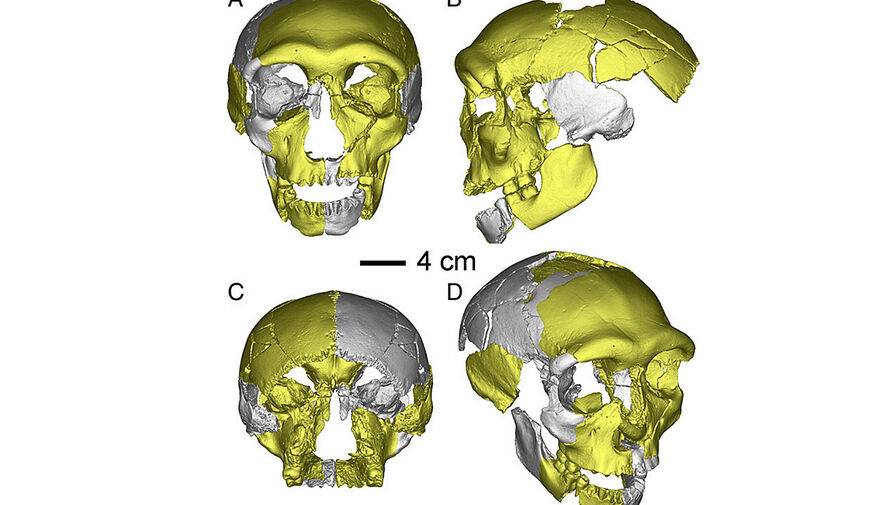 В Китае нашли останки ранее неизвестной эволюционной линии людей