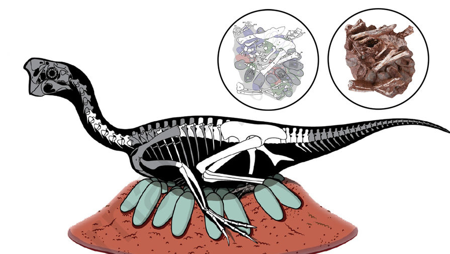 В Китае нашли редчайшую окаменелость: целое яйцо динозавра с эмбрионом внутри