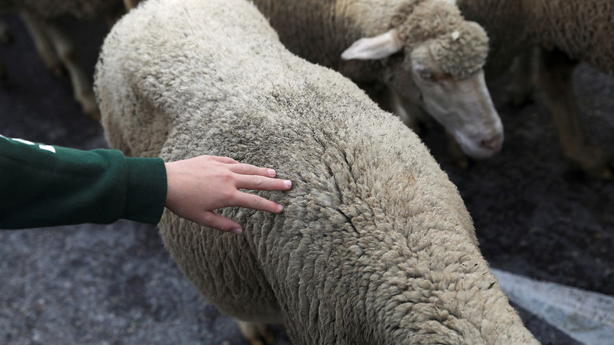 В Туве из-за внезапно выпавшего снега насмерть замерзли более 900 овец