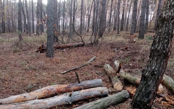 Вырубку в Ворошнево приостановили