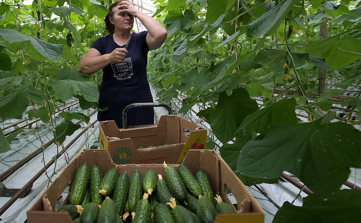 Минсельхоз ответил на опасения Счетной палаты о риске дефицита продуктов