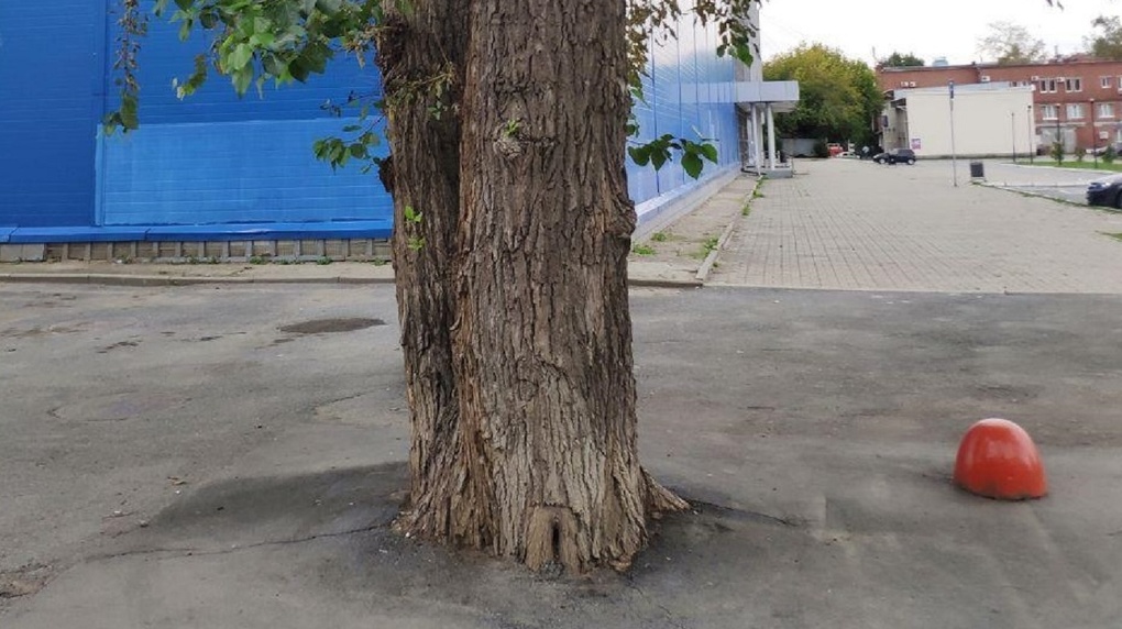 В Екатеринбурге снова закатали деревья в асфальт. Фото