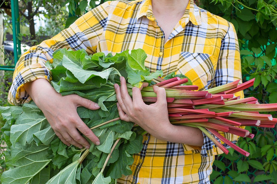 Растущий у вас на даче сорняк оказался самым полезным продуктом в мире