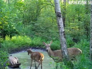 Десятки диких животных собрались у лужи в воронежском лесу