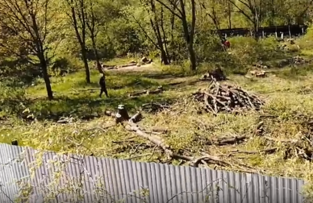 В Южно-Приморском парке начали вырубать дервья в месте, где должен быть сквер