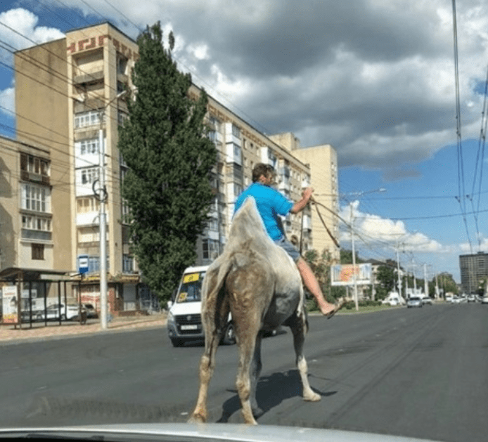 Всадник верхом на верблюде промчался по улицам Ставрополя