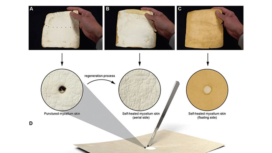 Биологи создали пригодную для носки регенерирующую кожу из грибов