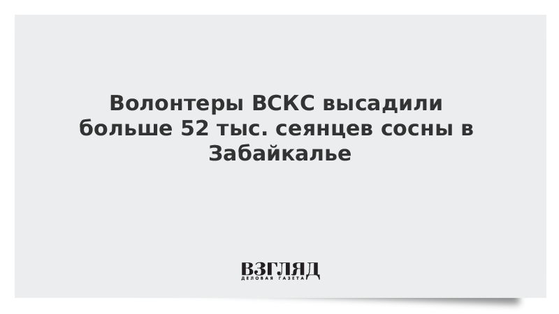 Волонтеры ВСКС высадили больше 52 тыс. сеянцев сосны в Забайкалье