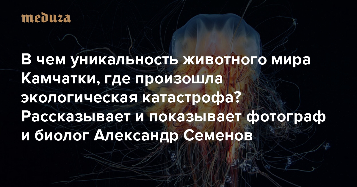 В чем уникальность животного мира Камчатки, где произошла экологическая катастрофа? Рассказывает и показывает фотограф и биолог Александр Семенов