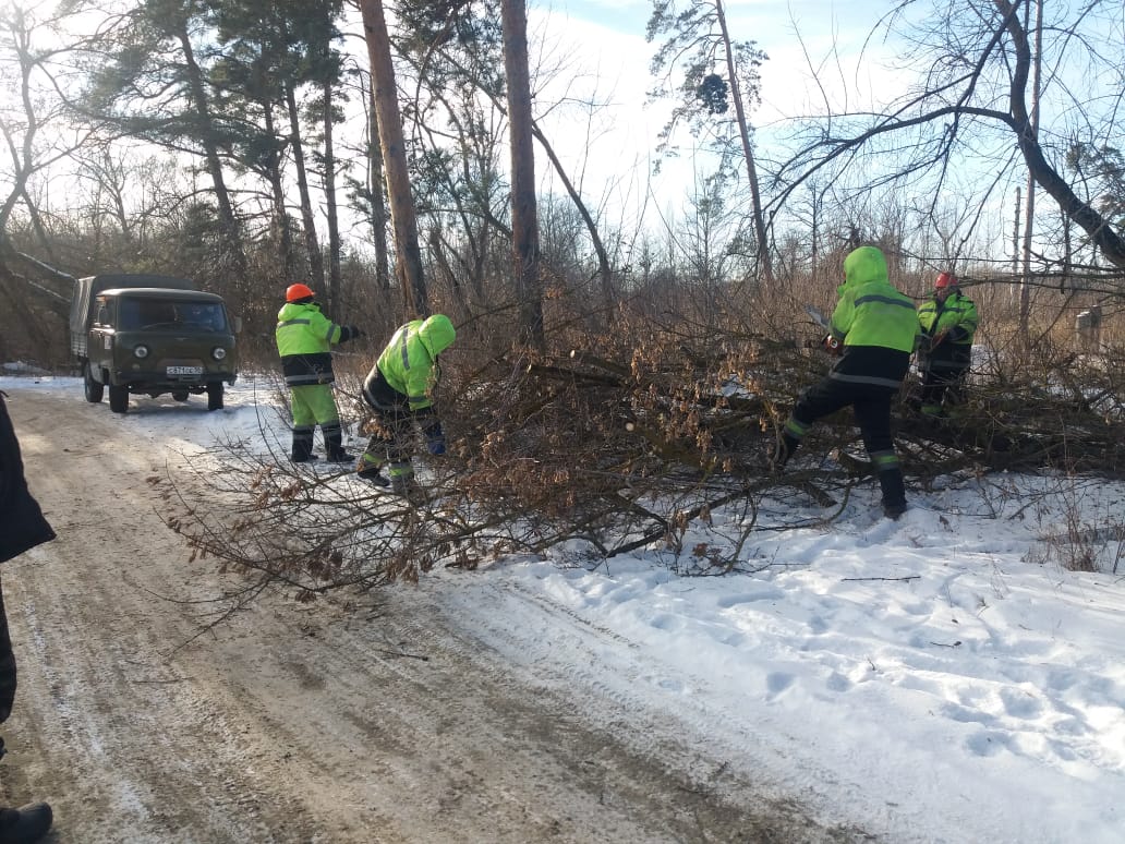 В Пензе рабочие вышли на опилку деревьев и кустарников