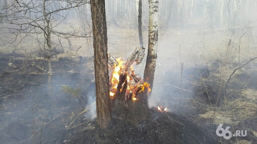 Пожар в «Денежкином камне» потушили. Заповедник горел 22 дня