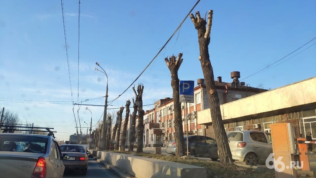 В Екатеринбурге целый год меняли правила благоустройства, но снова обрезают деревья «под ствол». Фото